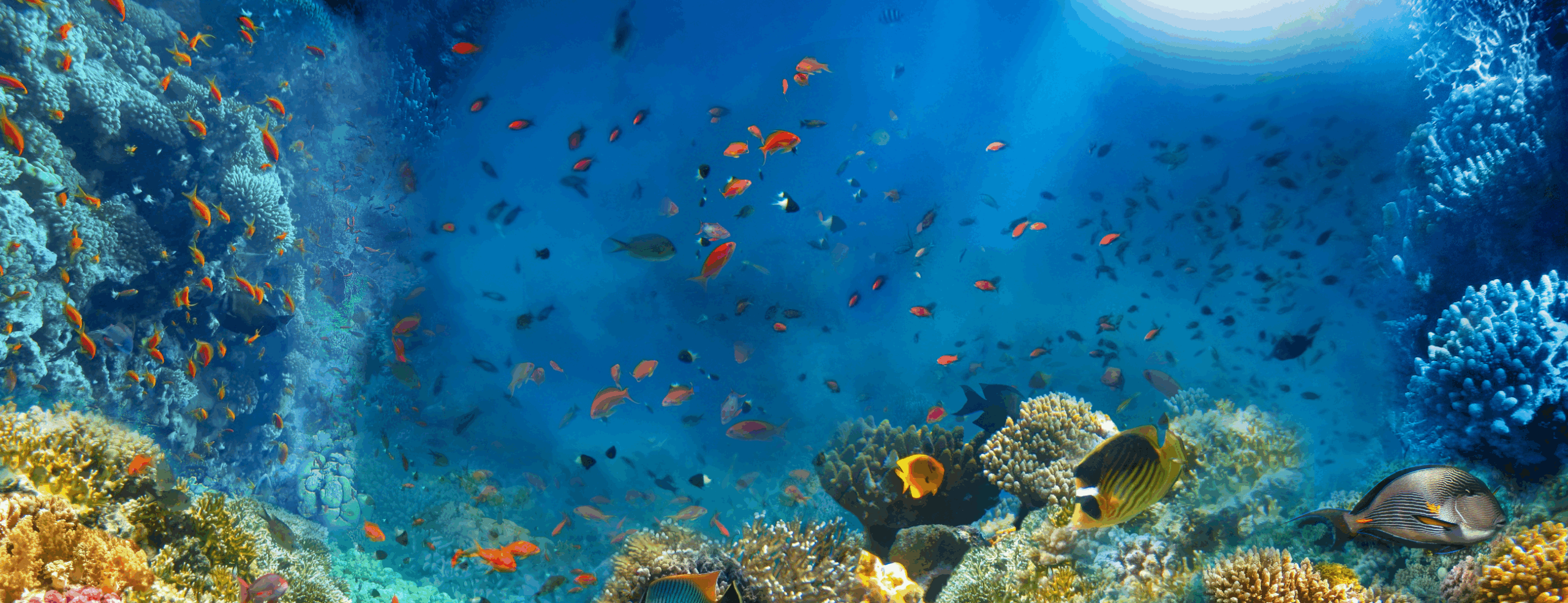 Chlorine harms marine life – and we don’t even need it